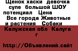 Щенок хаски, девочка супе, большой ШОУ потенциал › Цена ­ 50 000 - Все города Животные и растения » Собаки   . Калужская обл.,Калуга г.